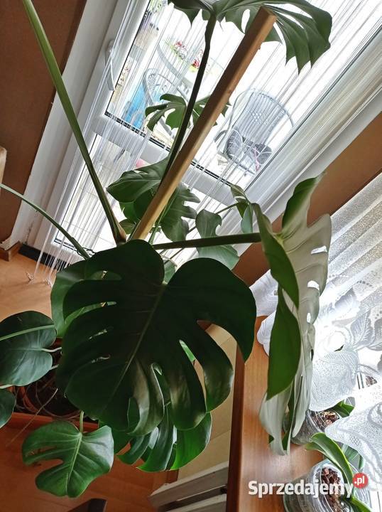 Monstera Deliciosa DZIURAWA wys 140 SUPER stan