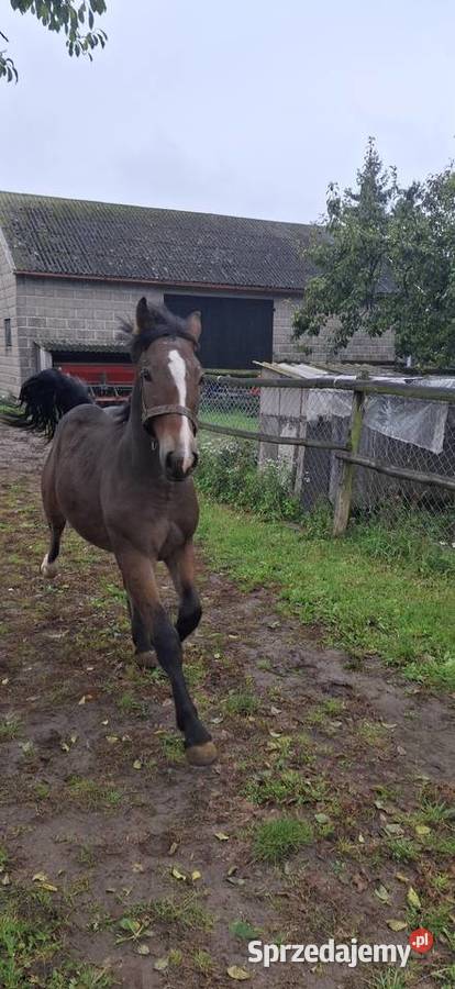 Ogierk kujawsko-pomorskie Wielgie