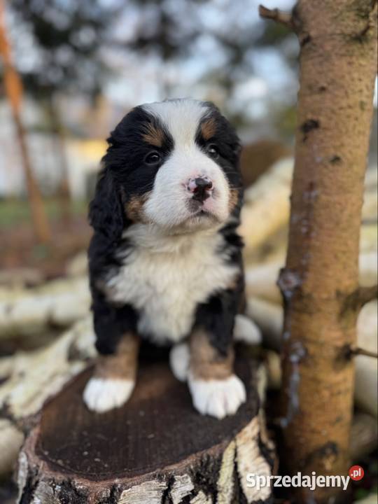 Sunia Berneński Pies Pasterski z rodowodem Zakopane sprzedam