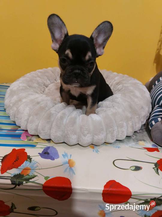 SuczkiPiesek buldog francuski Warszawy Buldog sprzedam