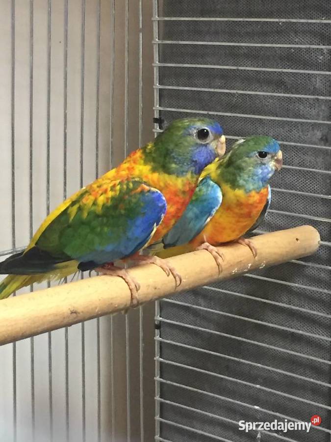 Łąkówki Wspaniałe Gorzów Wielkopolski