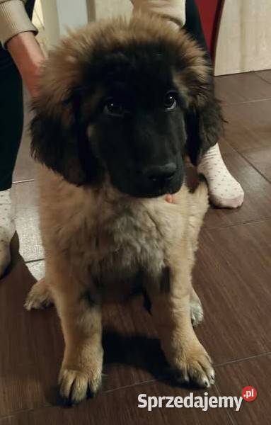 Leonberger szczeniak suczka ZKwPFCI Chociszew
