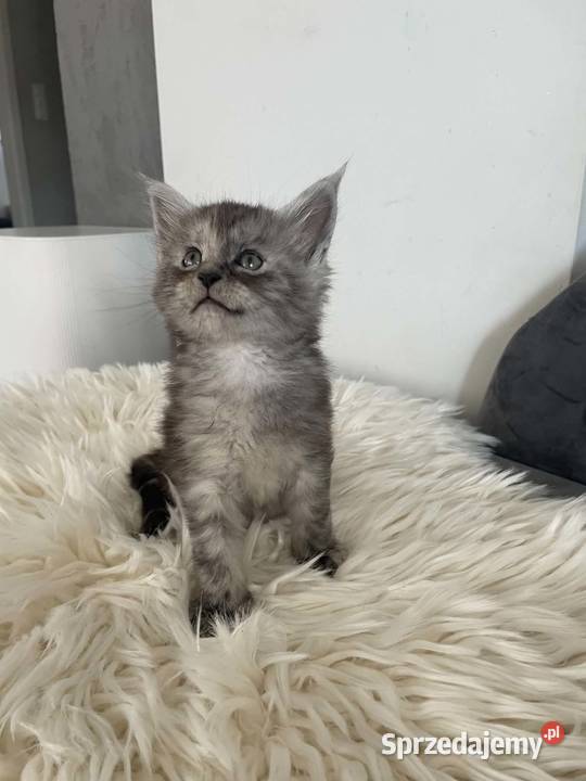 Asa koteczka Maine Coon pomorskie Nowa Wieś Lęborska
