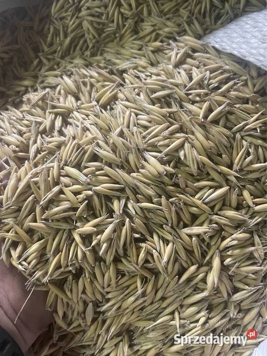 Owies Bingo Jary łódzkie Żarnowica Duża