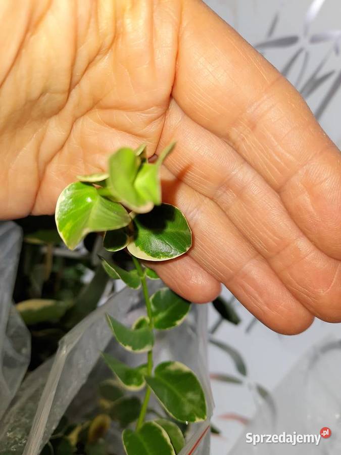 Hoya cummingiana albomarginata hoja