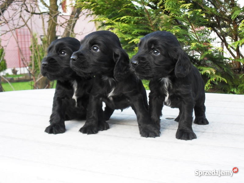 COCKER SPANIEL ANGIELSKI SZCZENIACZKI Trzcianka