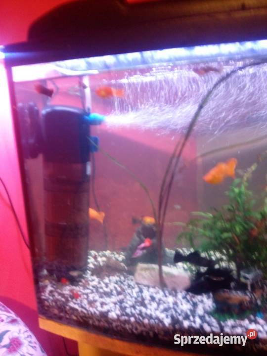Sprzedam akwarium z rybkami wyposażeniem Zwierzęta Prochowice