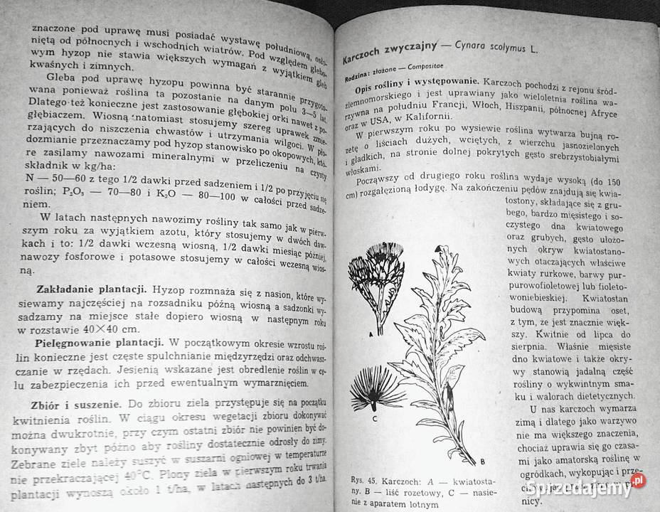 Poradnik plantatora ziół Antonina miękka Chełm sprzedam