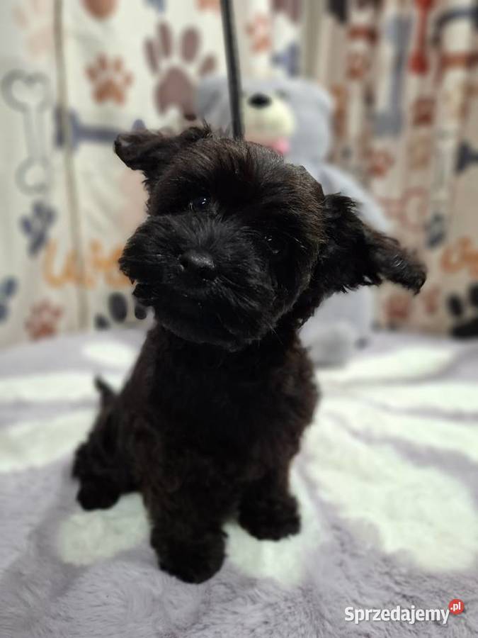 Yorkshire terrier sprzedam