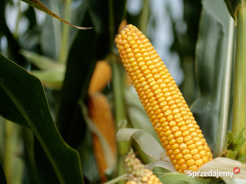 Materiał siewny kwalifikowany kukurydza IGP Pozostałe Rabka-Zdrój