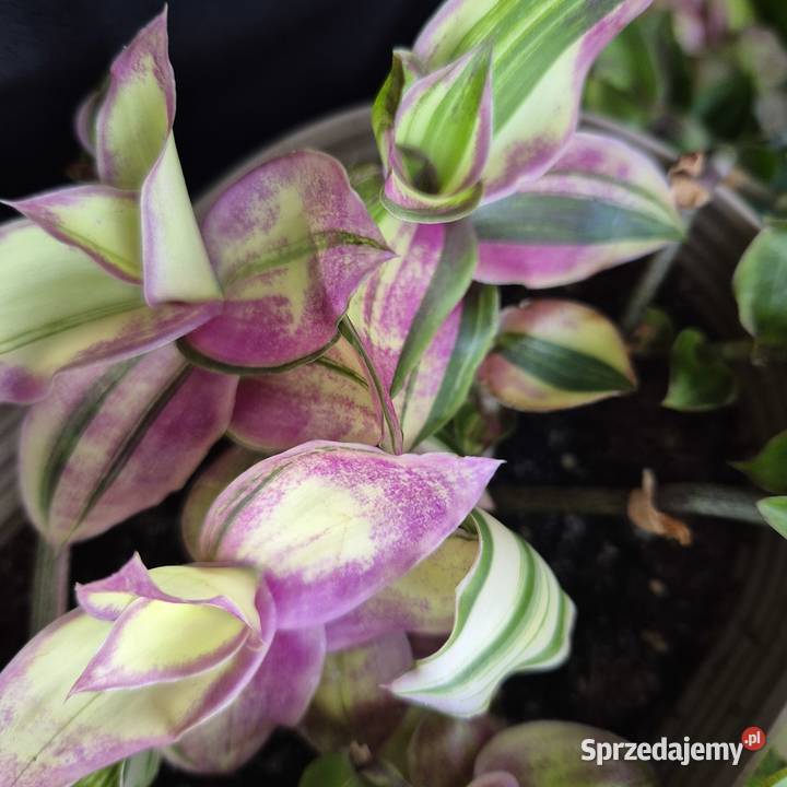 Trzykrotki tradescantia 24 różne odmiany w tym Skuły