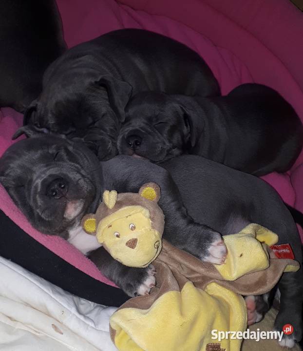 Amstaff Reproduktor Dęblin