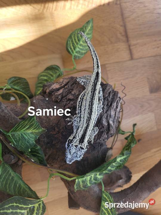 Para gekon gargulcowy pomorskie Gdańsk