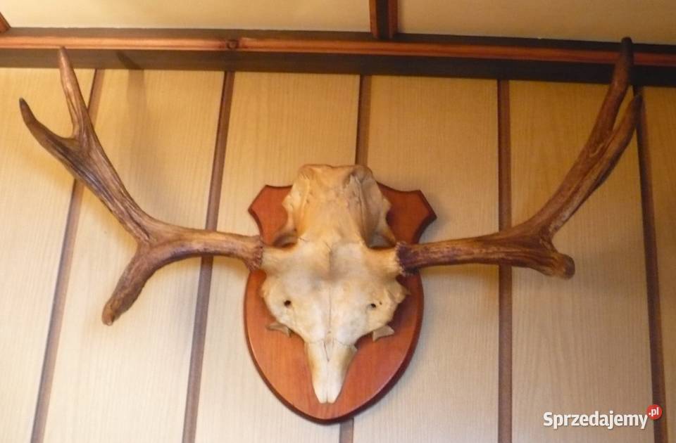 poroże łosia z częścią czaszki Suwałki