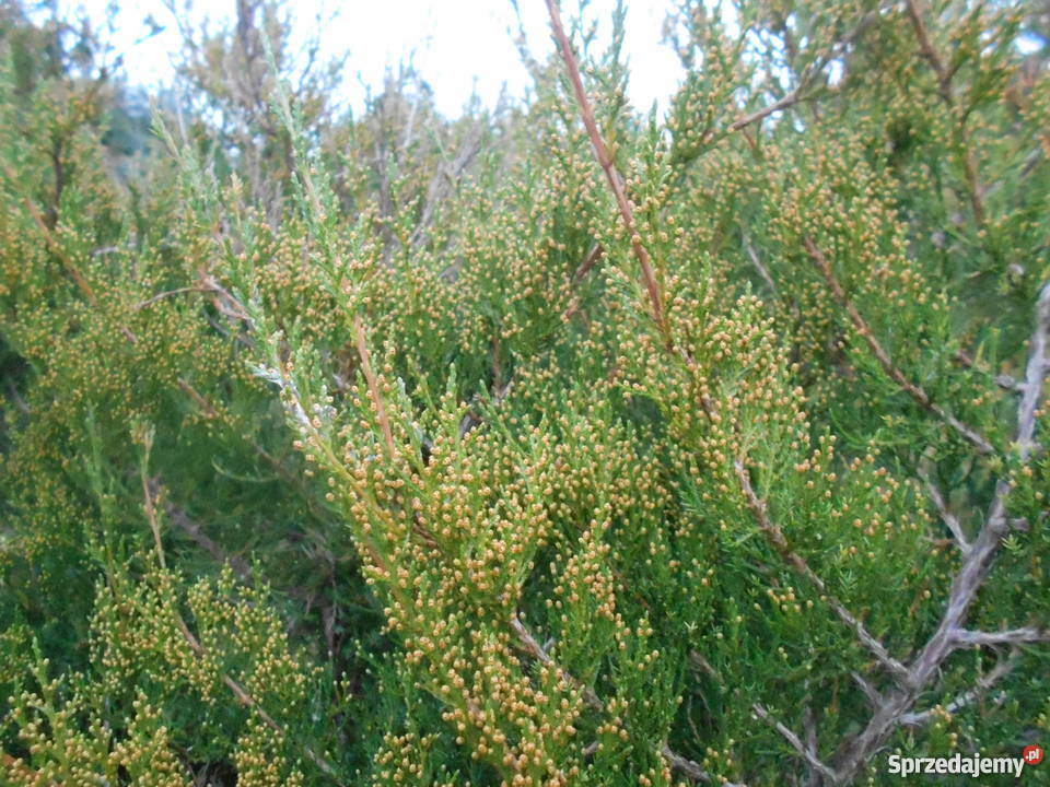 Gałęzie iglaków na świąteczne dekoracje Koźlątków sprzedam