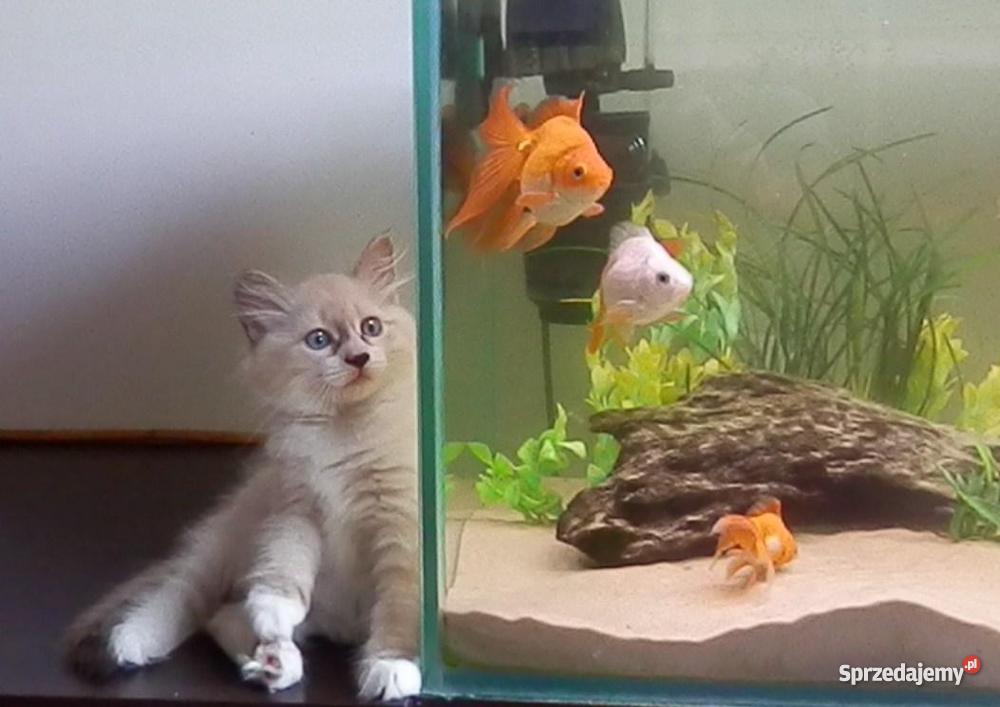 kocięta z Hodowli Sonata Księżycowa kujawsko-pomorskie Brodnica