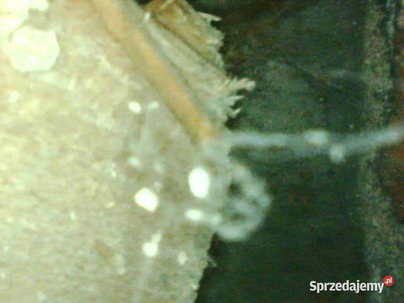 Kamera inspekcyjna usługi 504746203 filmowanie Wrocław