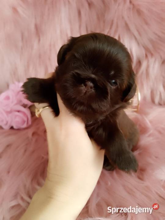 Czekoladowa suczka rasy ShihTzu Namysłów