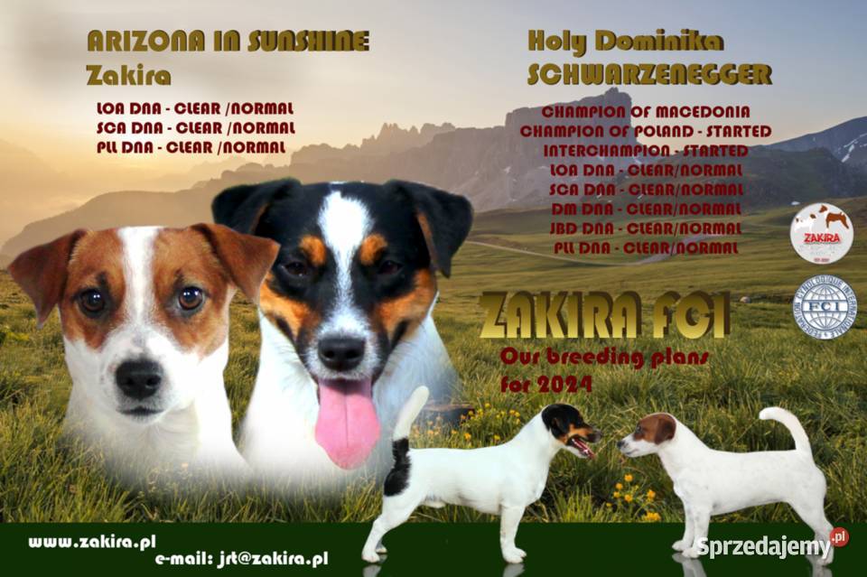 Szczenię Jack Russell Terrier Zima 2025 Ruda Śląska