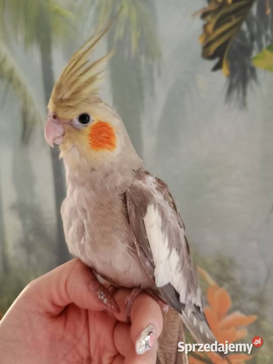 Papuga nimfa ręcznie karmiona oswojona
