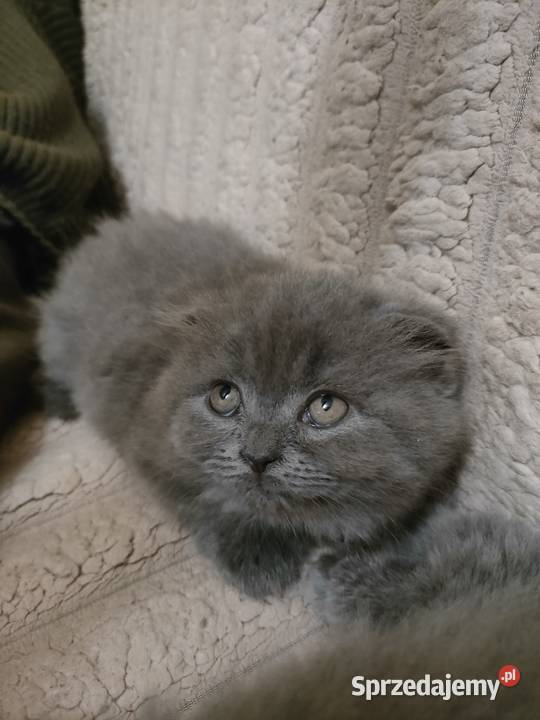 Kot Fold Szkocki odbiór przed wigilia Bydgoszcz