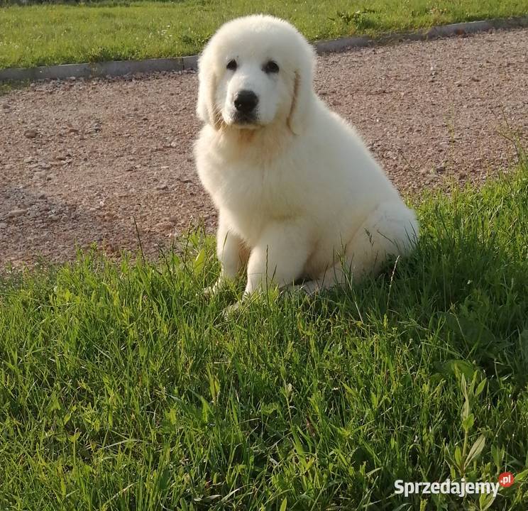 Owczarek Podhalański szczeniaki Ch i JWW17 Chęciny