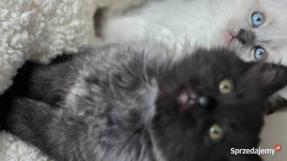 Kocurek syberyjski pięknie wybarwiony Jugowice