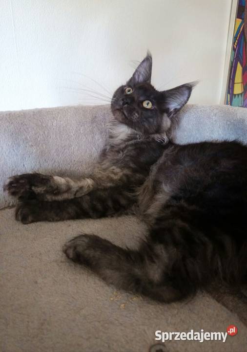 Phantome Noir wyjątkowy kocurek Maine Coon black wielkopolskie Czempiń