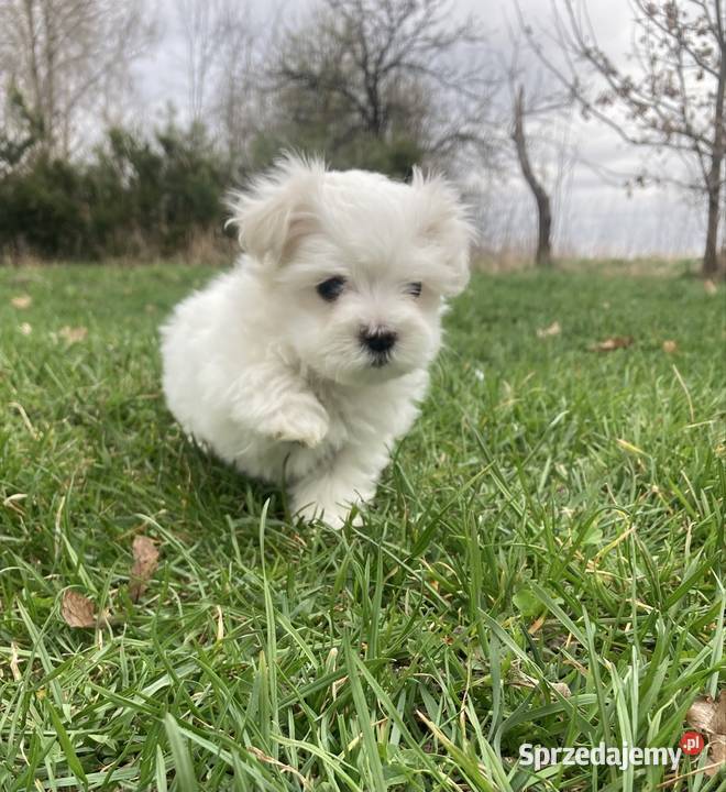 Maltańczyk piesek Psy