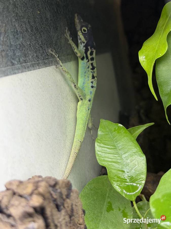 Anolis roquet summus macouba Samiec Sosnowiec