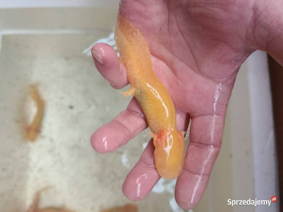 Asolotii Meksykański możliwość dostawy dopłata Gady i płazy