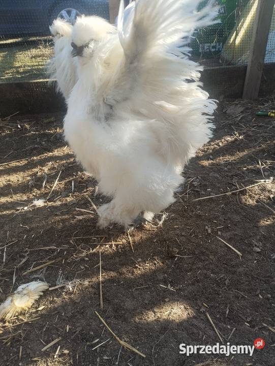 Kogut silka usa Hucisko