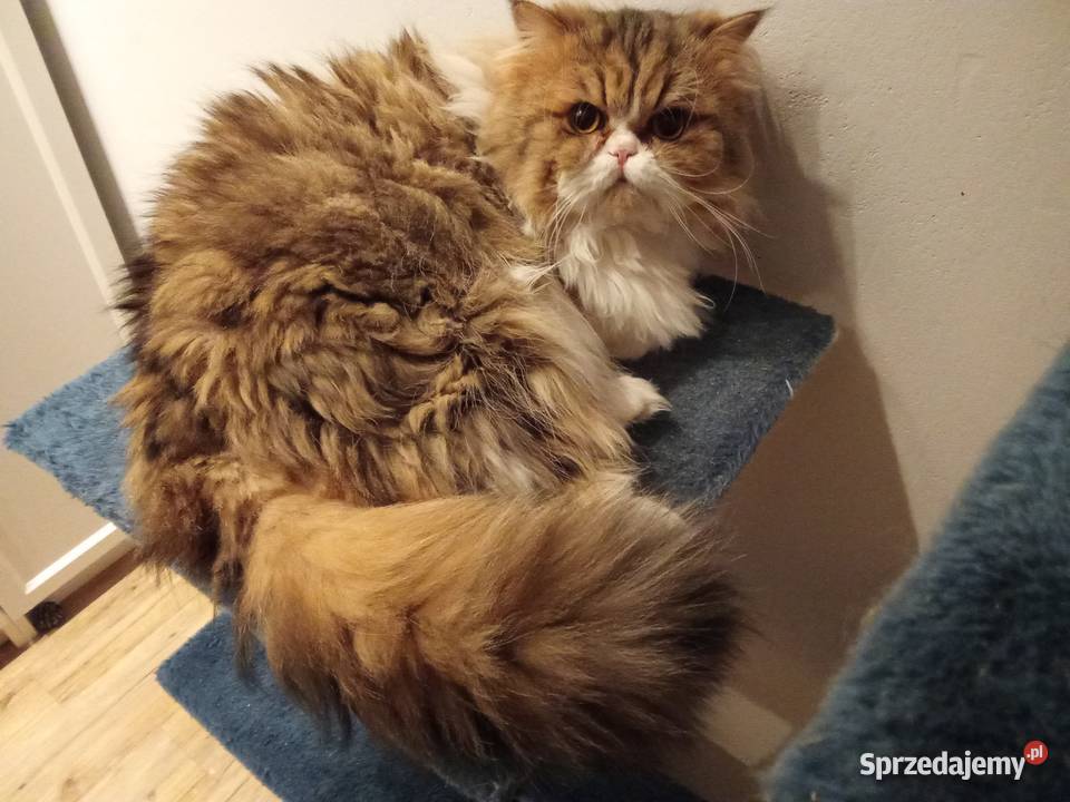 Kot perski reproduktor śląskie Sosnowiec
