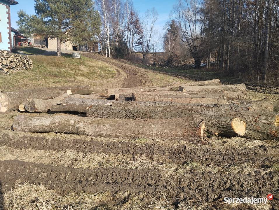 Dąb klocki dębowe Skołyszyn