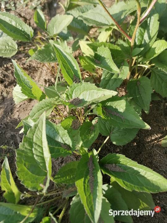 Rudbekia błyskotliwa mrozoodporna roślina do Łódź