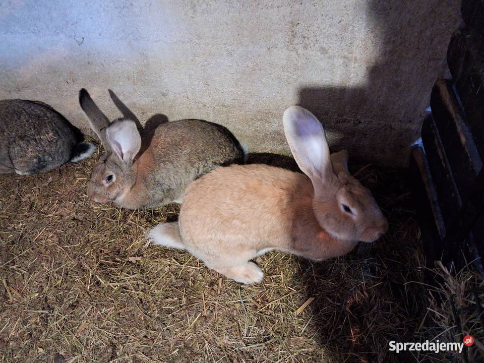 Królik do howu samice Wyszków sprzedam