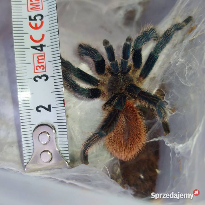Dolichothele diamantinensis dorosły samiec