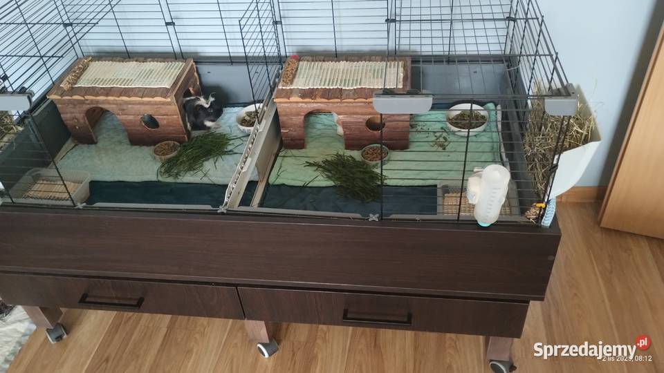 klatka modułowa swinek morskich Katowice