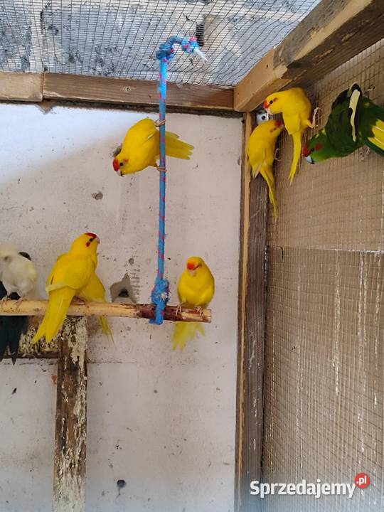 Papugi modrolotki Bochnia