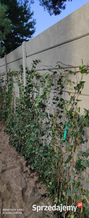 Żywopłot Bluszcz Hedera zimozielony posadzenie Jasieniec