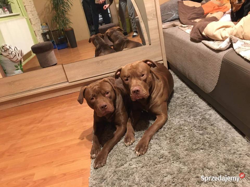 Sprzedam szczeniaki rasy American Pit Bull Binarowa