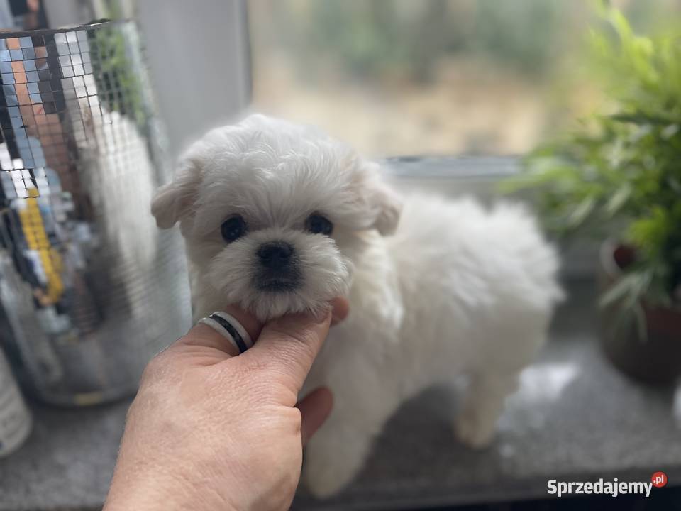 Maltańczyk mini piesek odbiór 27022026 Nieciszów