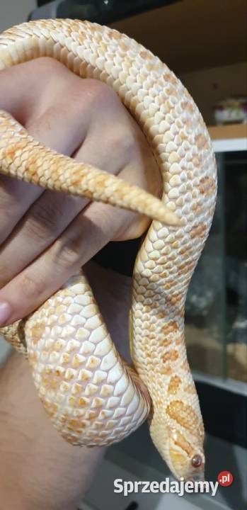 Dorosła samica Heterodon zachodni Yellow Albino Gady i płazy dolnośląskie Głogów
