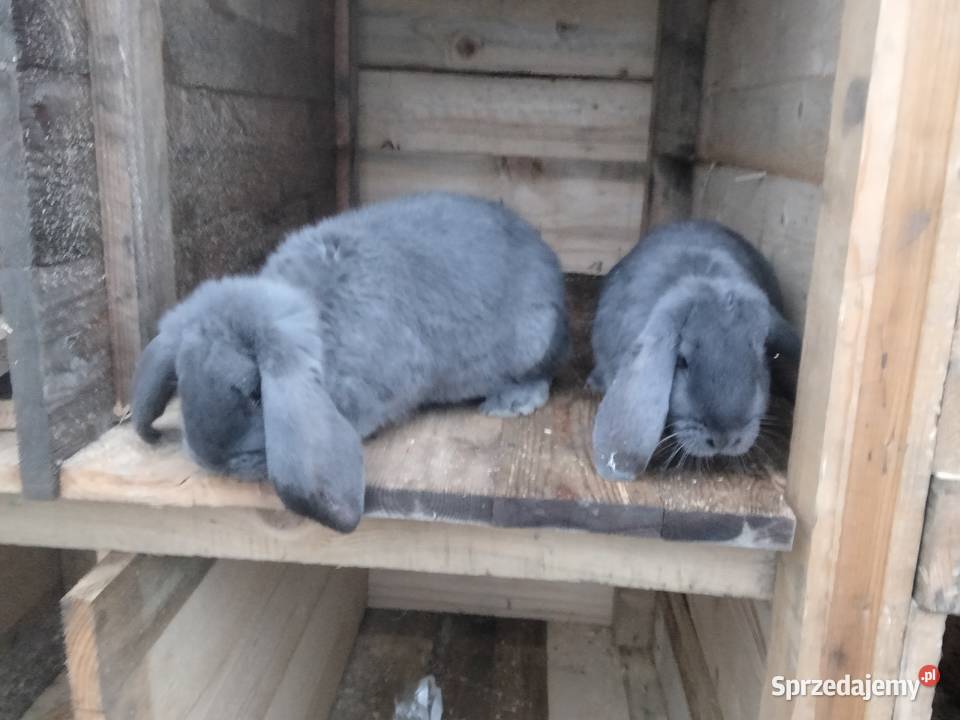 Sprzedam dwa samce BF niebieski Krotoszyn