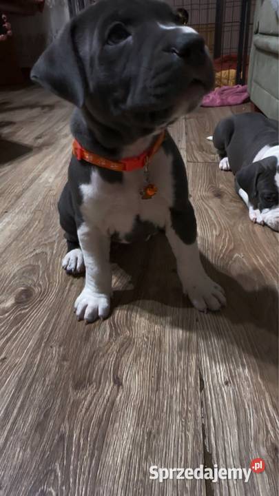 Piękne szczeniaki rasy American Staffordshire