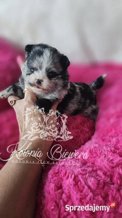 Szpic Miniaturowy/Pomeranian sunia Blue Merle PASZPORT
