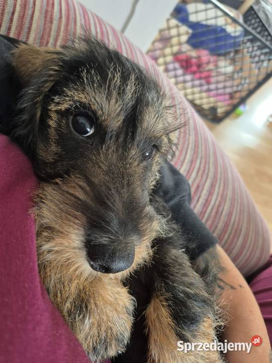 Jamnik szorstkowłosy