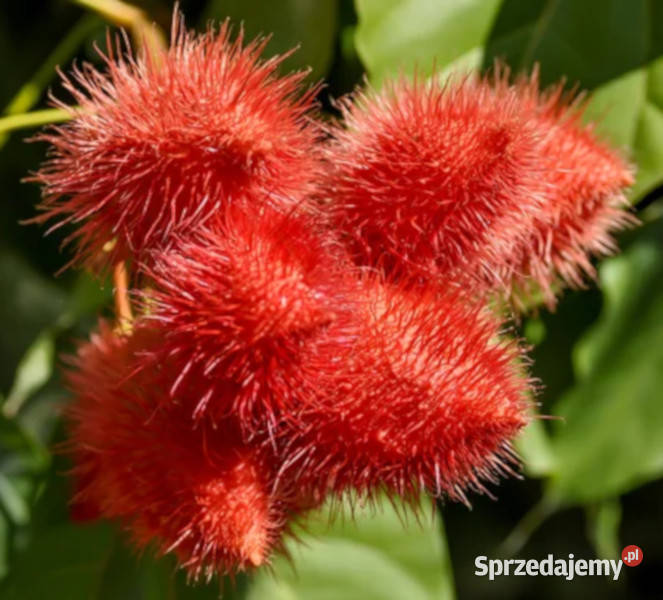 ARNOTA WŁAŚCIWA Bixa orellana NASIONA 4000 sztuk Nasiona Lubanie