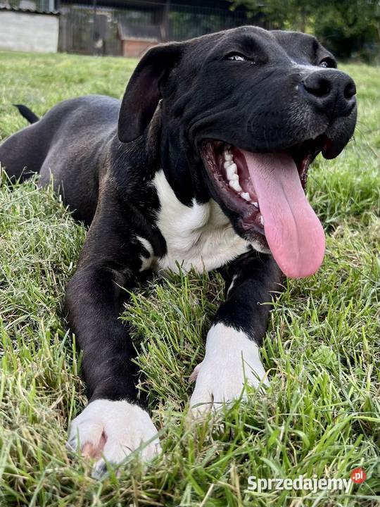 Amstaff szczeniak