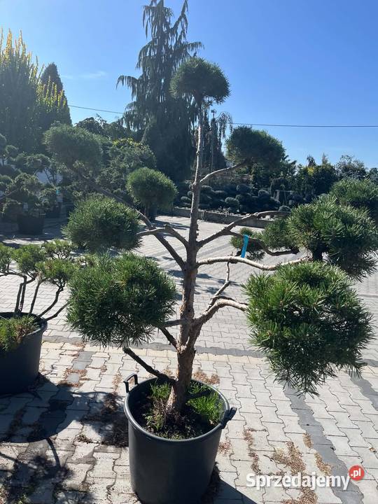 bonsai drzewa formowane sosna 200 Biertowice